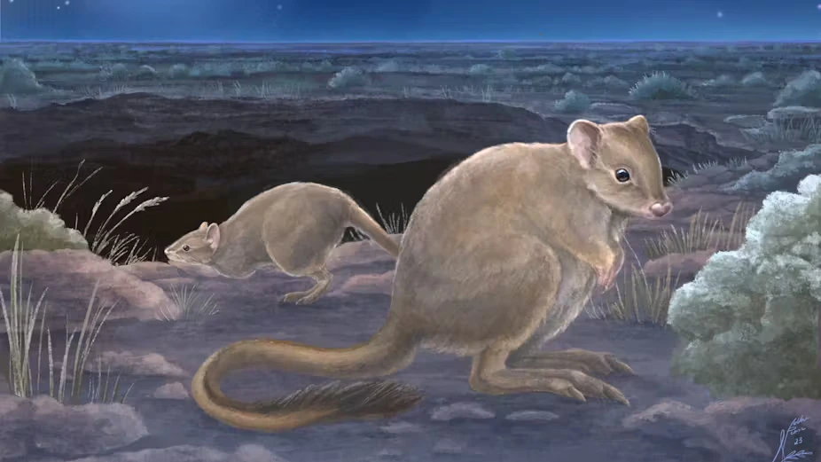 Australia has some new marsupial species – but they’re already extinct image