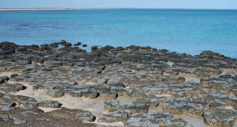 How chemical clues from prehistoric microbes rewrote the story of one of Earth’s biggest mass extinctions image