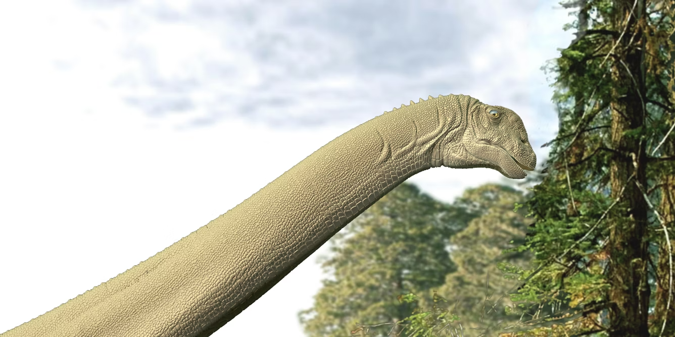 For the first time, fossil stomach contents of a sauropod dinosaur reveal what they really ate image