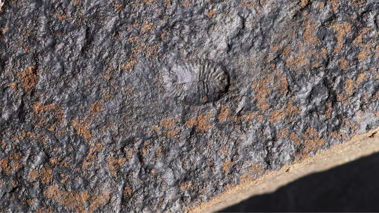 Rare 567‑million‑year‑old fossils refine our understanding of early animal evolution image