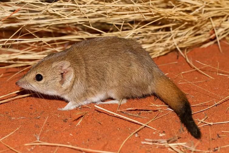We discovered three new species of marsupial. Unfortunately, they’re already extinct image